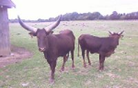 boeufs
